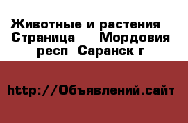  Животные и растения - Страница 2 . Мордовия респ.,Саранск г.